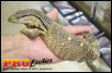 Ionides Monitor