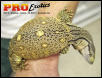 Ionides Monitor
