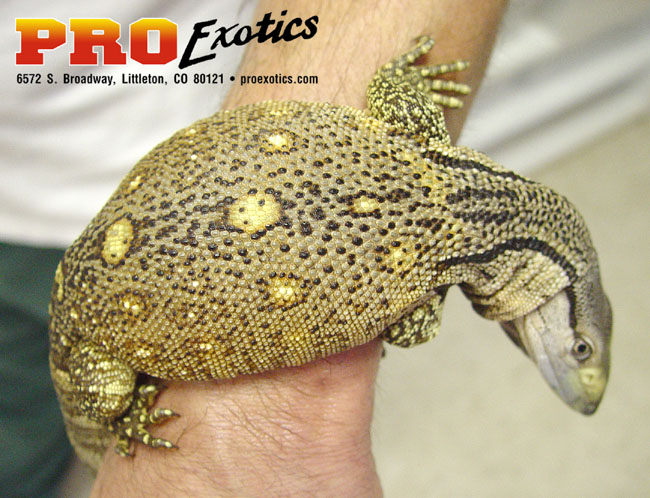 Ionides Monitor