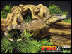 Ionides Monitor