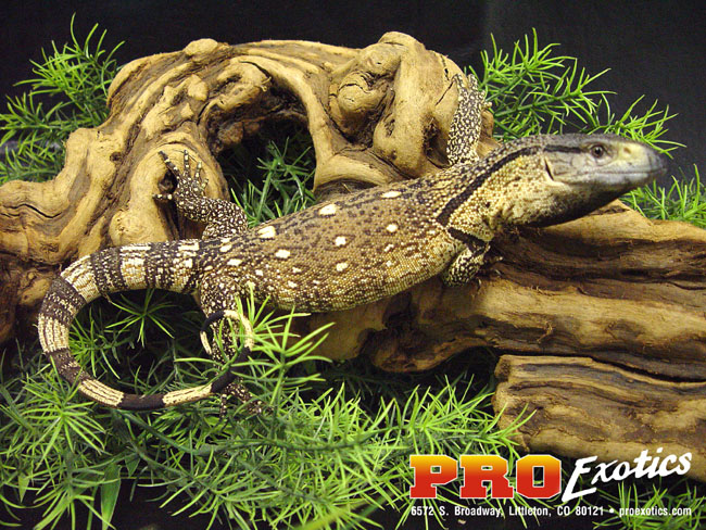 Ionides Monitor