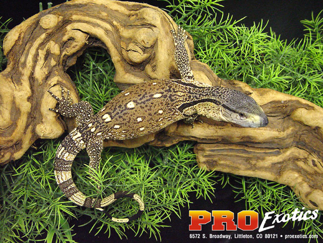 Ionides Monitor