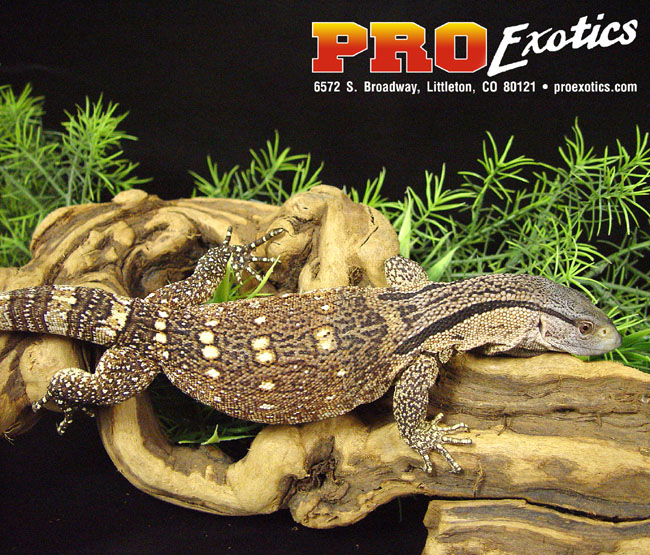 Ionides Monitor