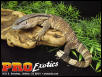 Ionides Monitor
