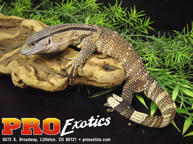 Ionides Monitor