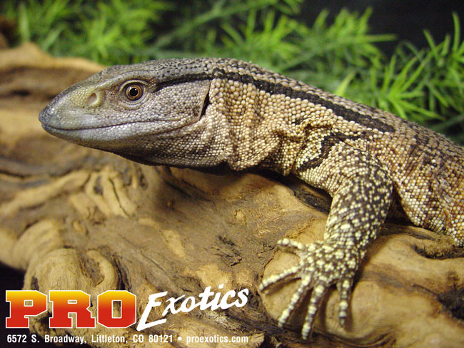 Ionides Monitor