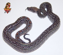 Leopard Boa 2003 baby