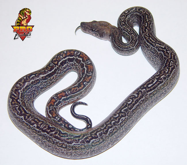Leopard Boa 2003 baby