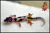 Freaky Leopard Gecko baby