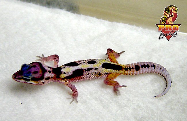 Freaky Leopard Gecko baby