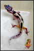 Freaky Leopard Gecko baby