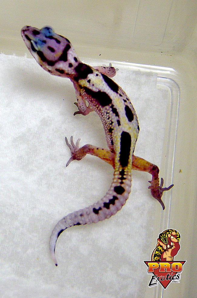 Freaky Leopard Gecko baby