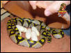 Mandarin laying 2003