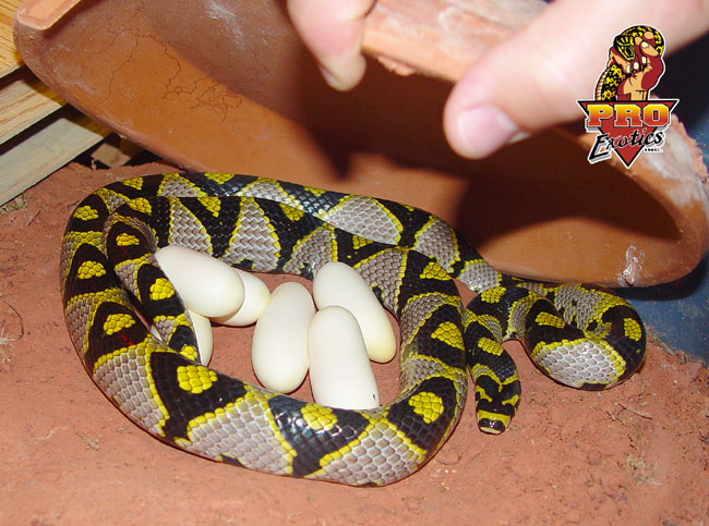 Mandarin laying 2003