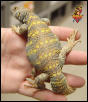 Ornate Uromastyx