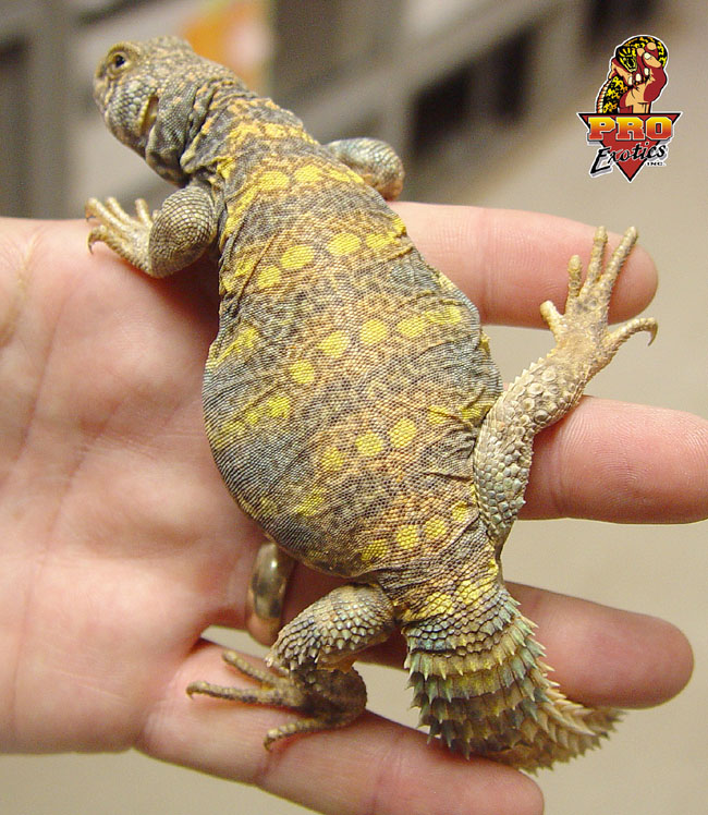 Ornate Uromastyx