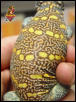 Ornate Uromastyx