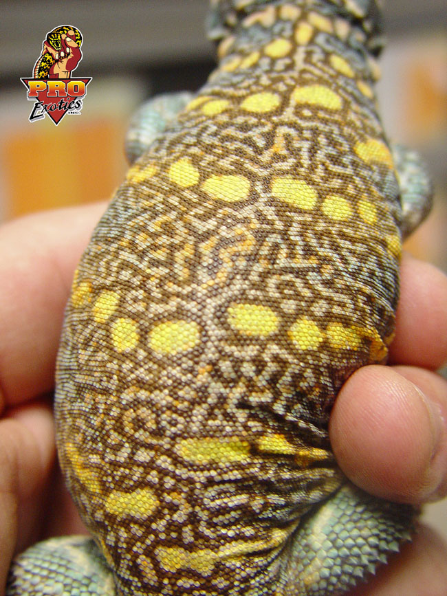 Ornate Uromastyx