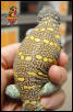 Ornate Uromastyx