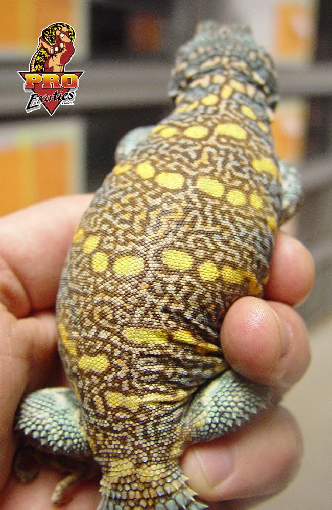 Ornate Uromastyx