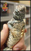 Ornate Uromastyx