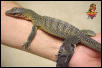 Peachthroat Monitor