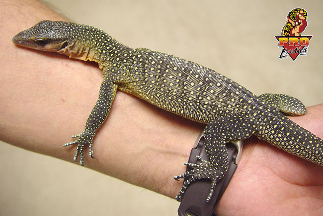 Peachthroat Monitor