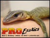 Peachthroat Monitor
