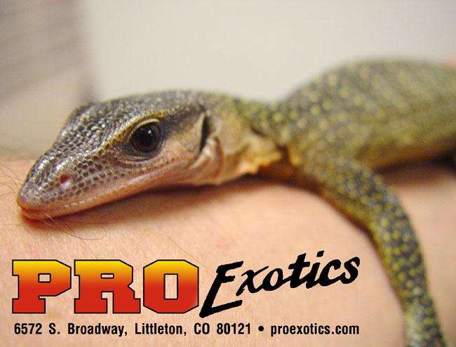 Peachthroat Monitor