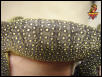 Peachthroat Monitor