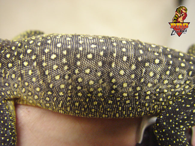 Peachthroat Monitor