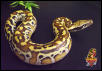 Red Blood python