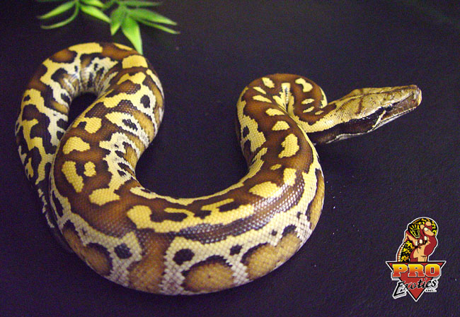 Red Blood python