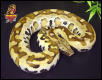 Red Blood python