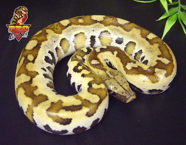 Red Blood python