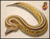 Striped Red Blood Python