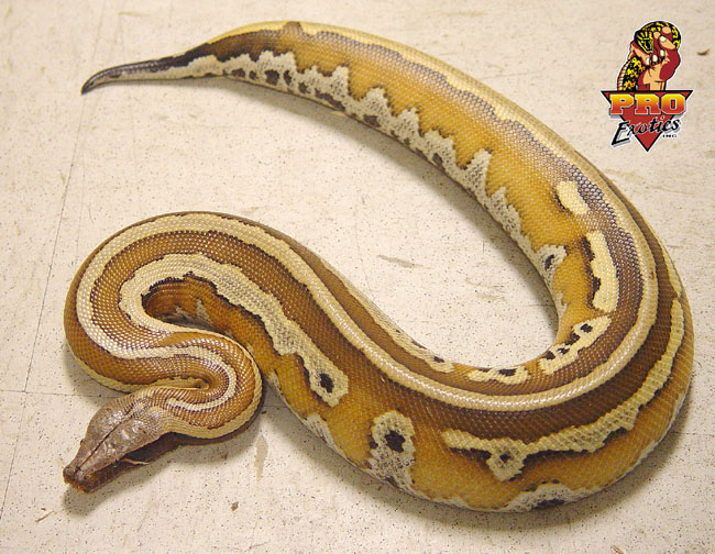 Striped Red Blood Python