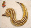 Striped Red Blood Python