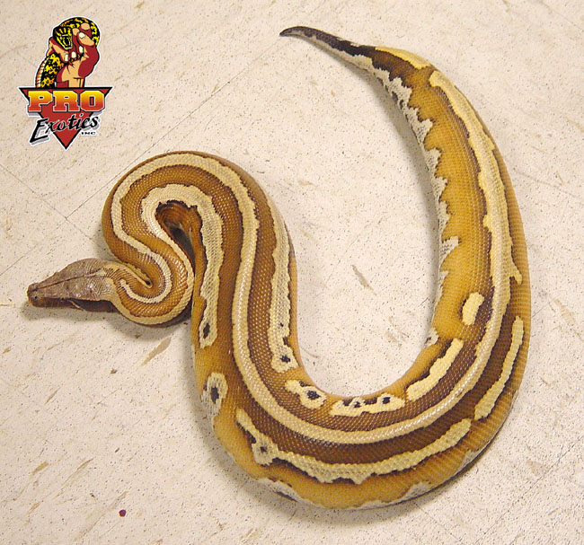 Striped Red Blood Python