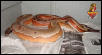 Striped Red Blood Python