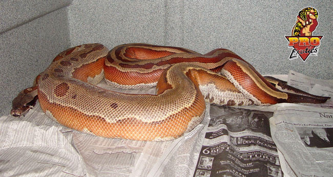 Striped Red Blood Python