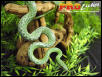 Rhino Ratsnake