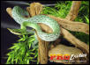 Rhino Ratsnake