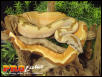 Salmon Boa
