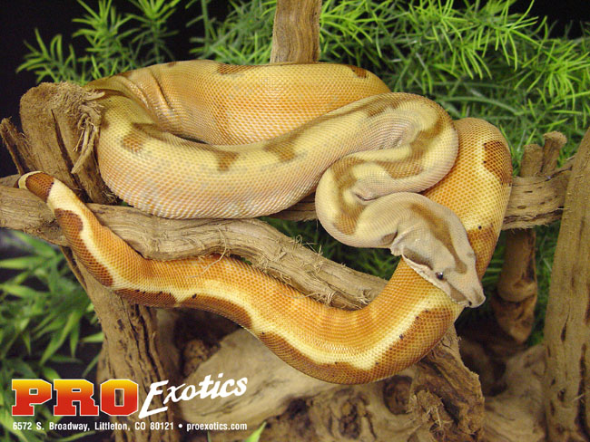 Salmon Boa