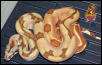 Salmon Boa