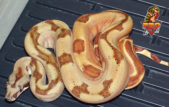 Salmon Boa