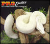 Snow Boa