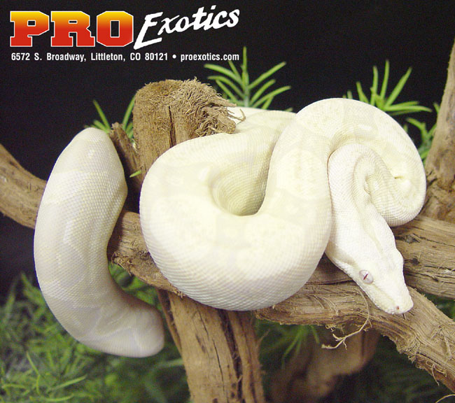 Snow Boa