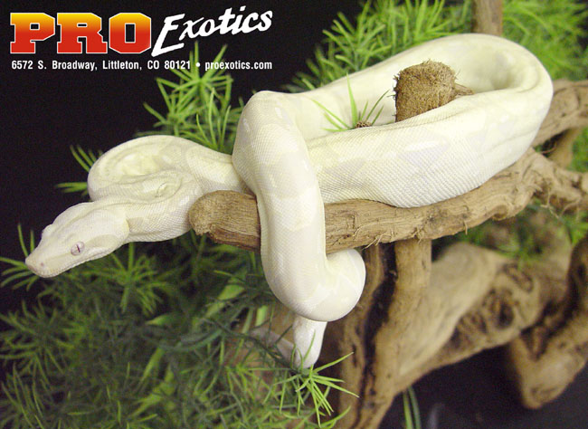 Snow Boa